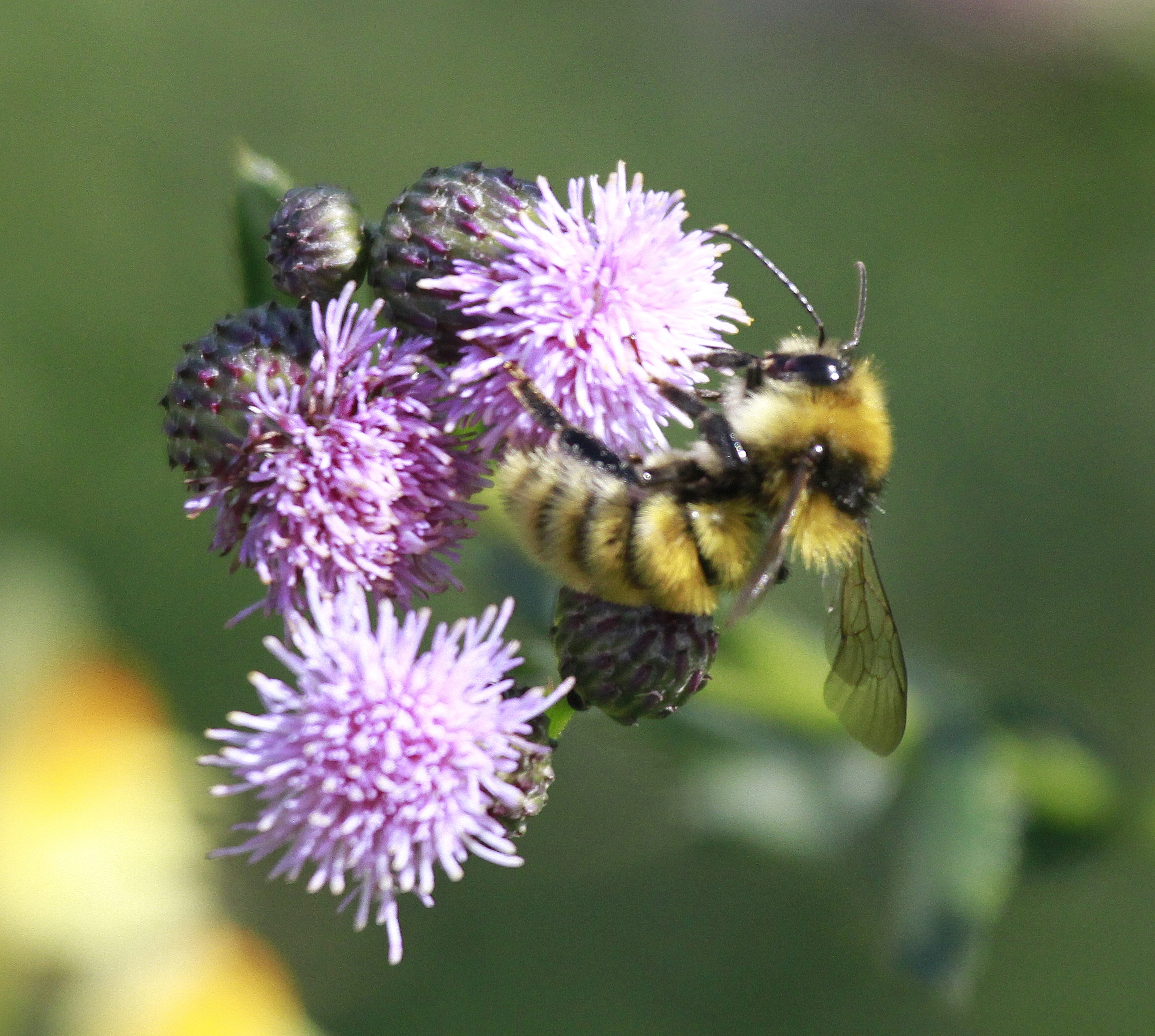 Bombus distinguendus