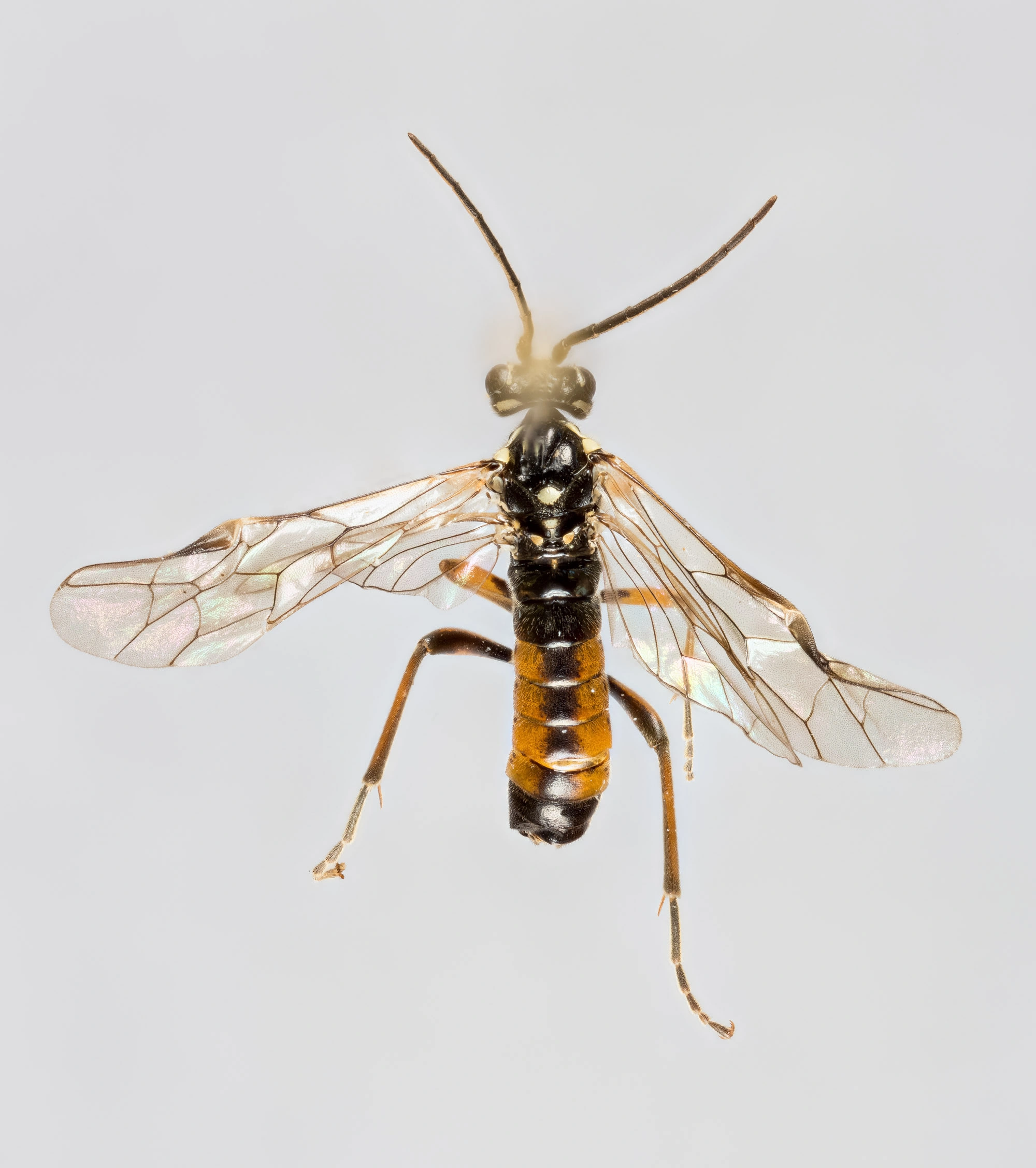 Vepser: Tenthredopsis ornata.