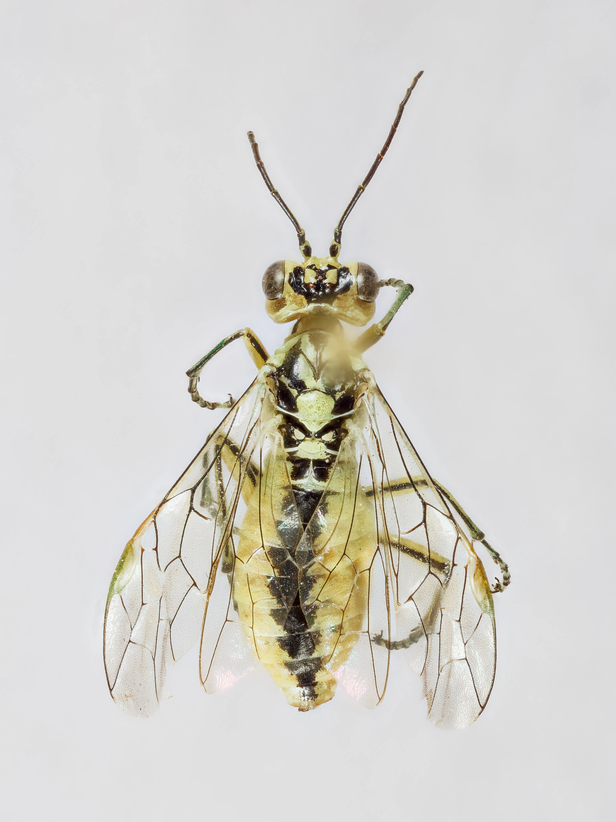 Plantevepser: Rhogogaster chlorosoma.