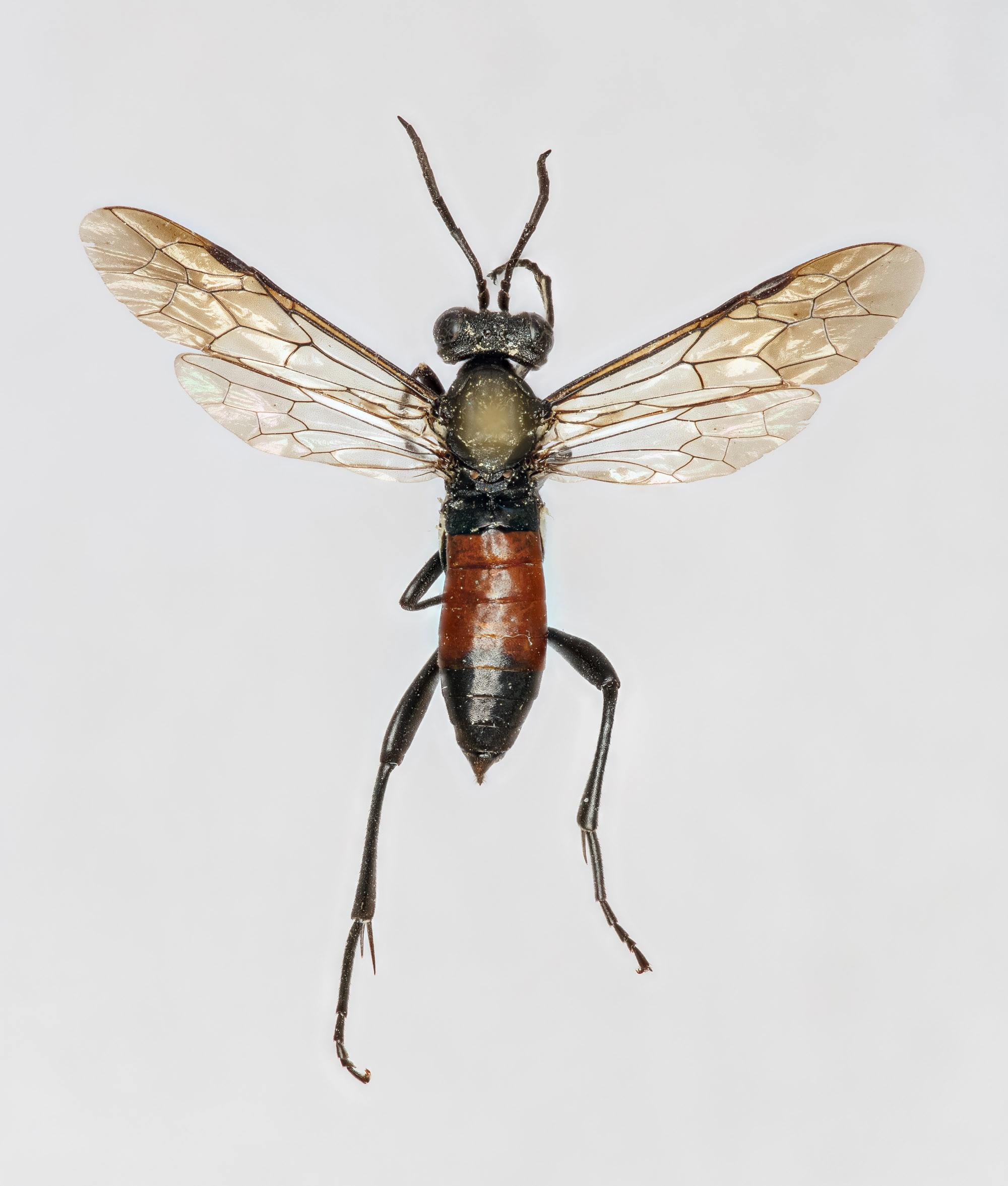 Bladvepser: Macrophya blanda.