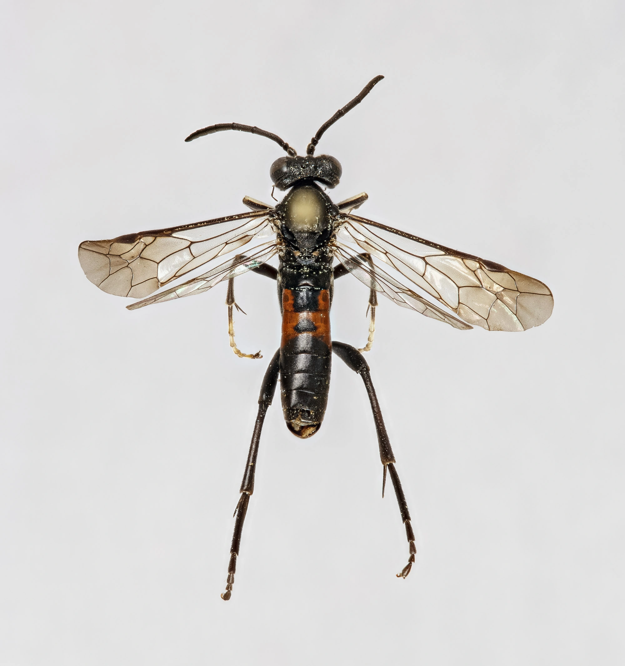 Bladvepser: Macrophya blanda.