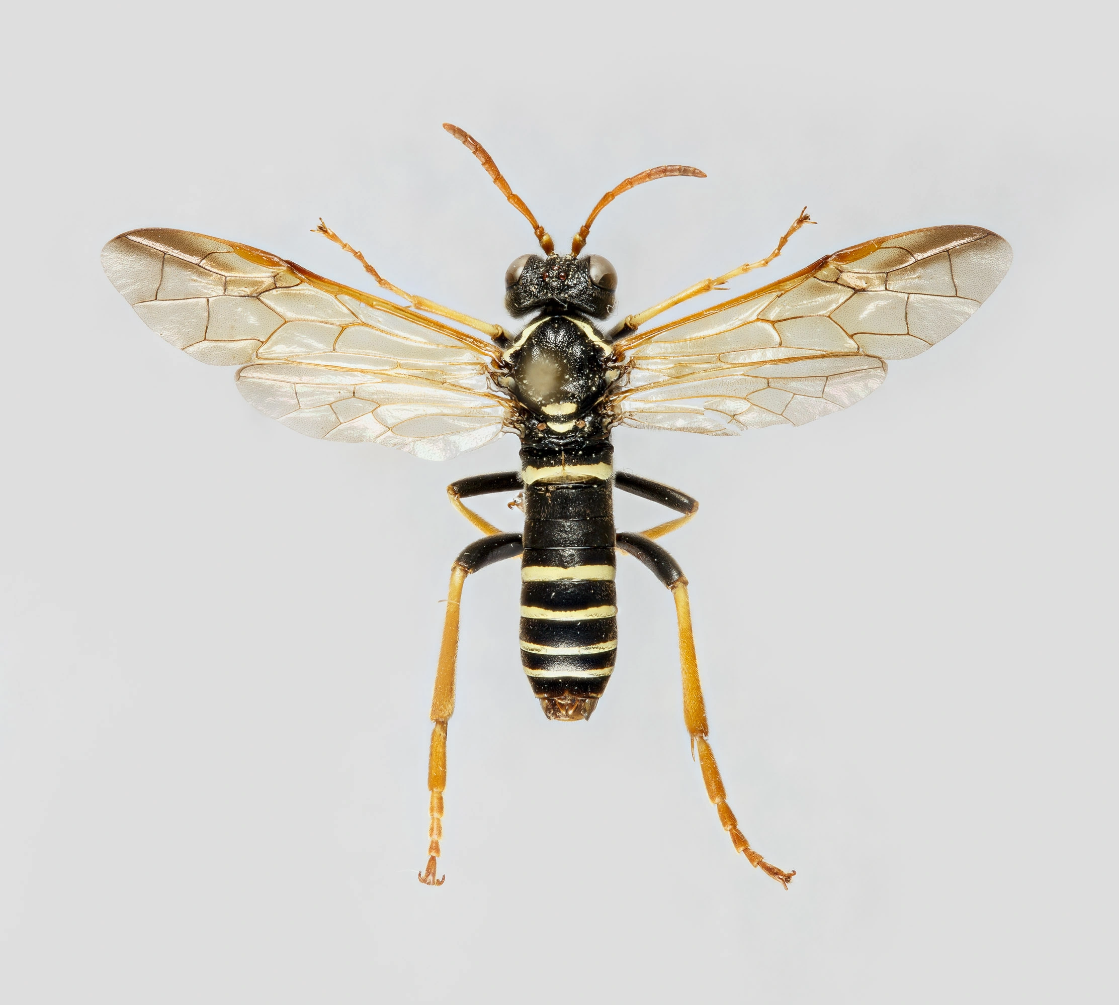 Vepser: Tenthredo scrophulariae.