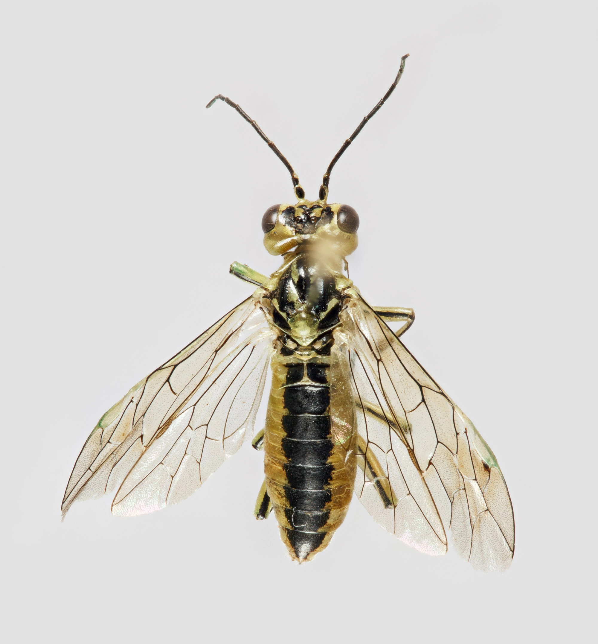 Plantevepser: Rhogogaster chlorosoma.