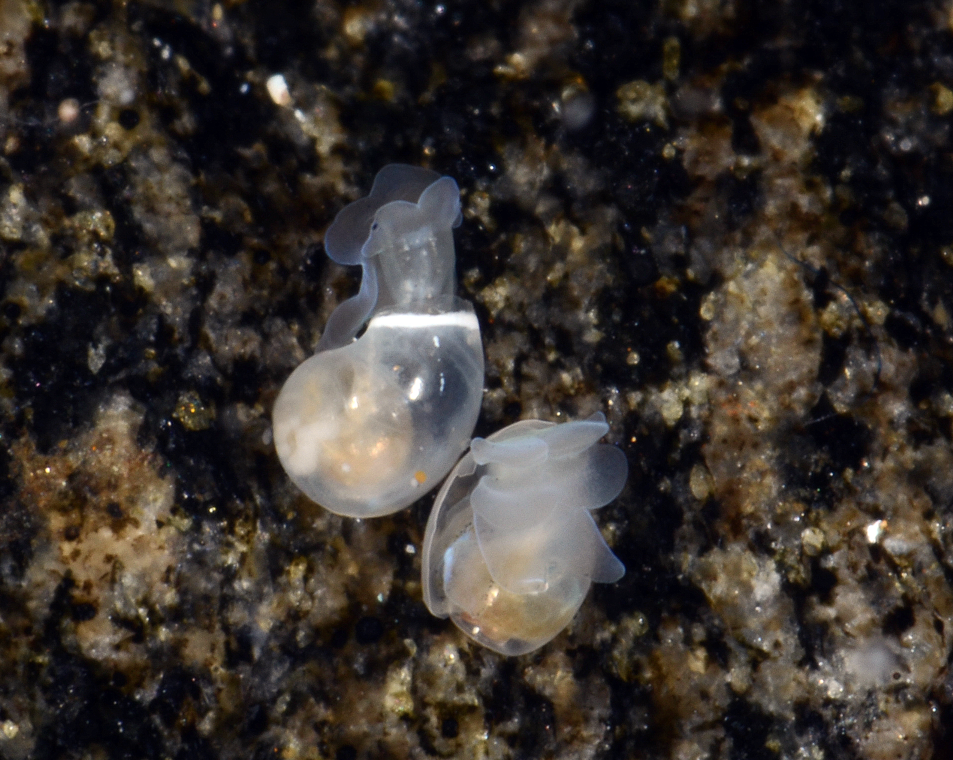 Flergjellesnegler: Diaphana globosa.