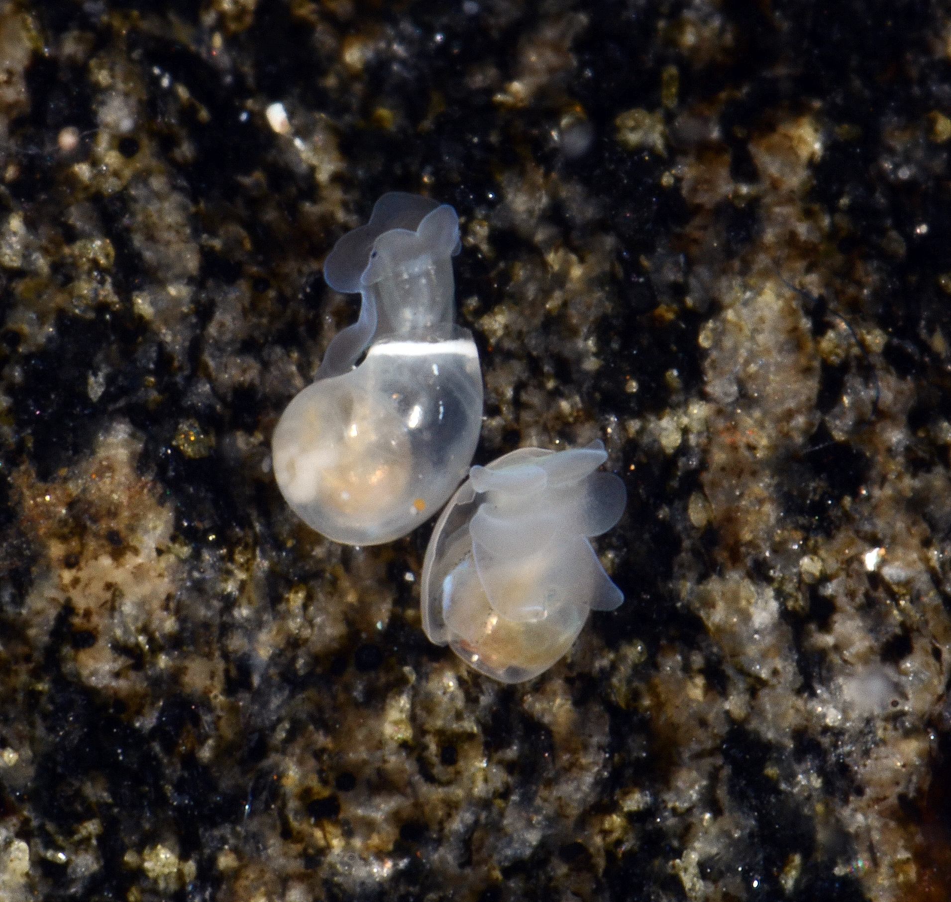 Bløtdyr: Diaphana globosa.