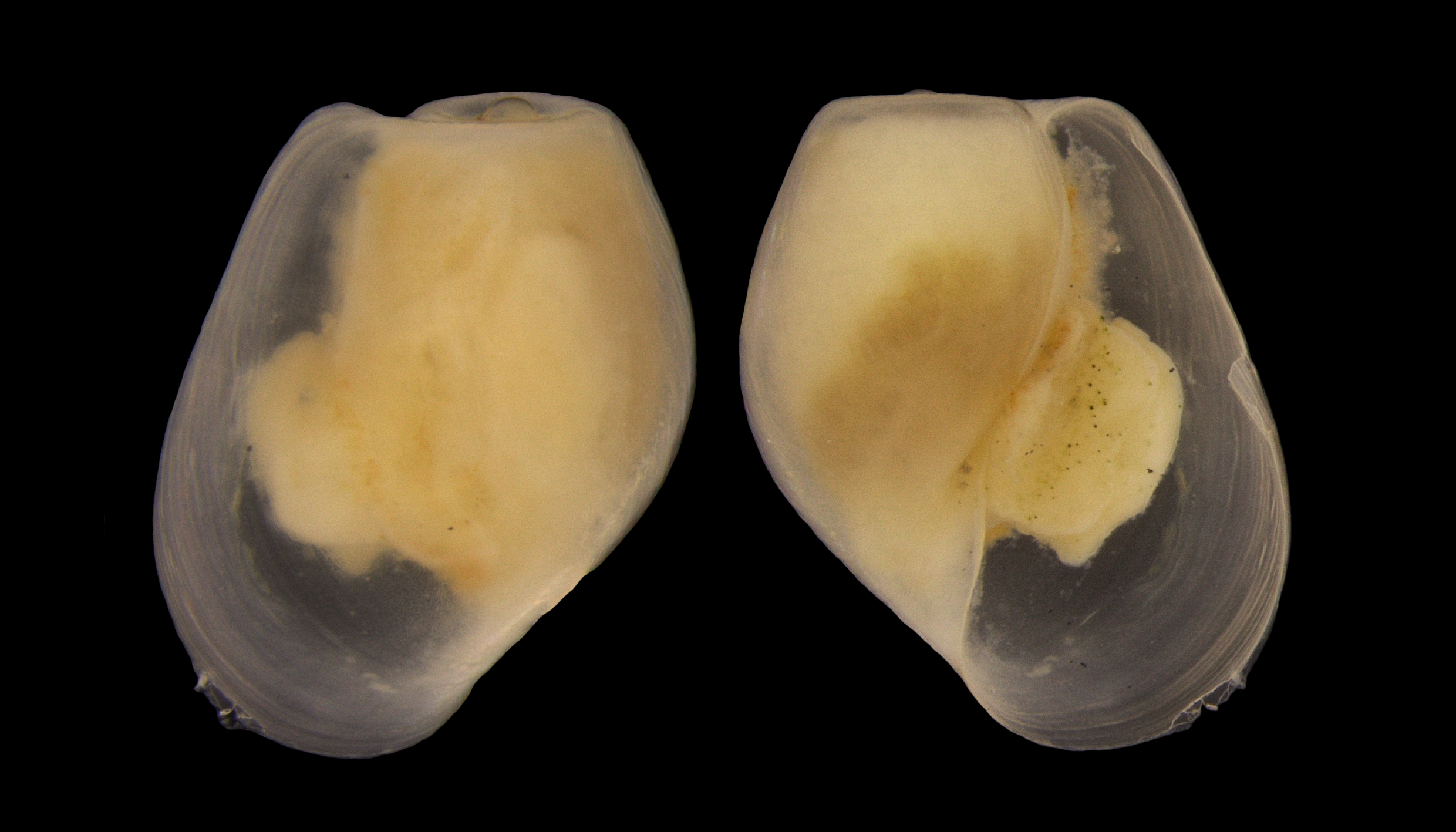 Bløtdyr: Diaphana minuta.