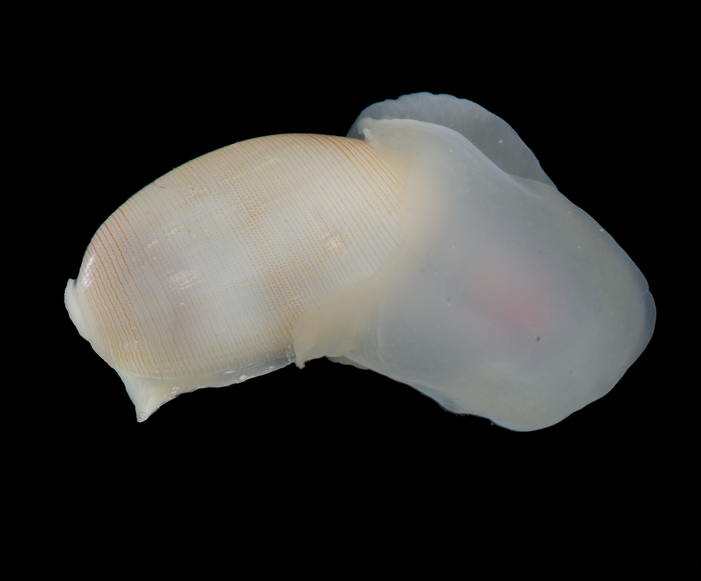 Bløtdyr: Roxania utriculus.