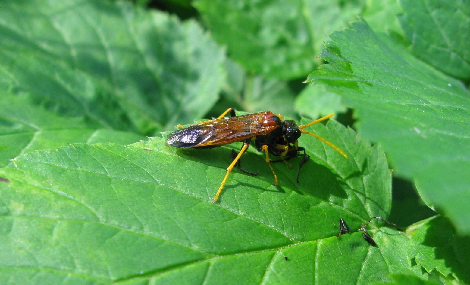 Vepser: Tenthredo campestris.