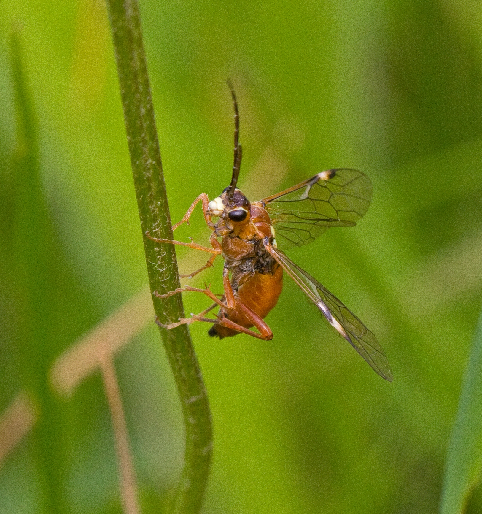 Plantevepser: Tenthredopsis nassata.