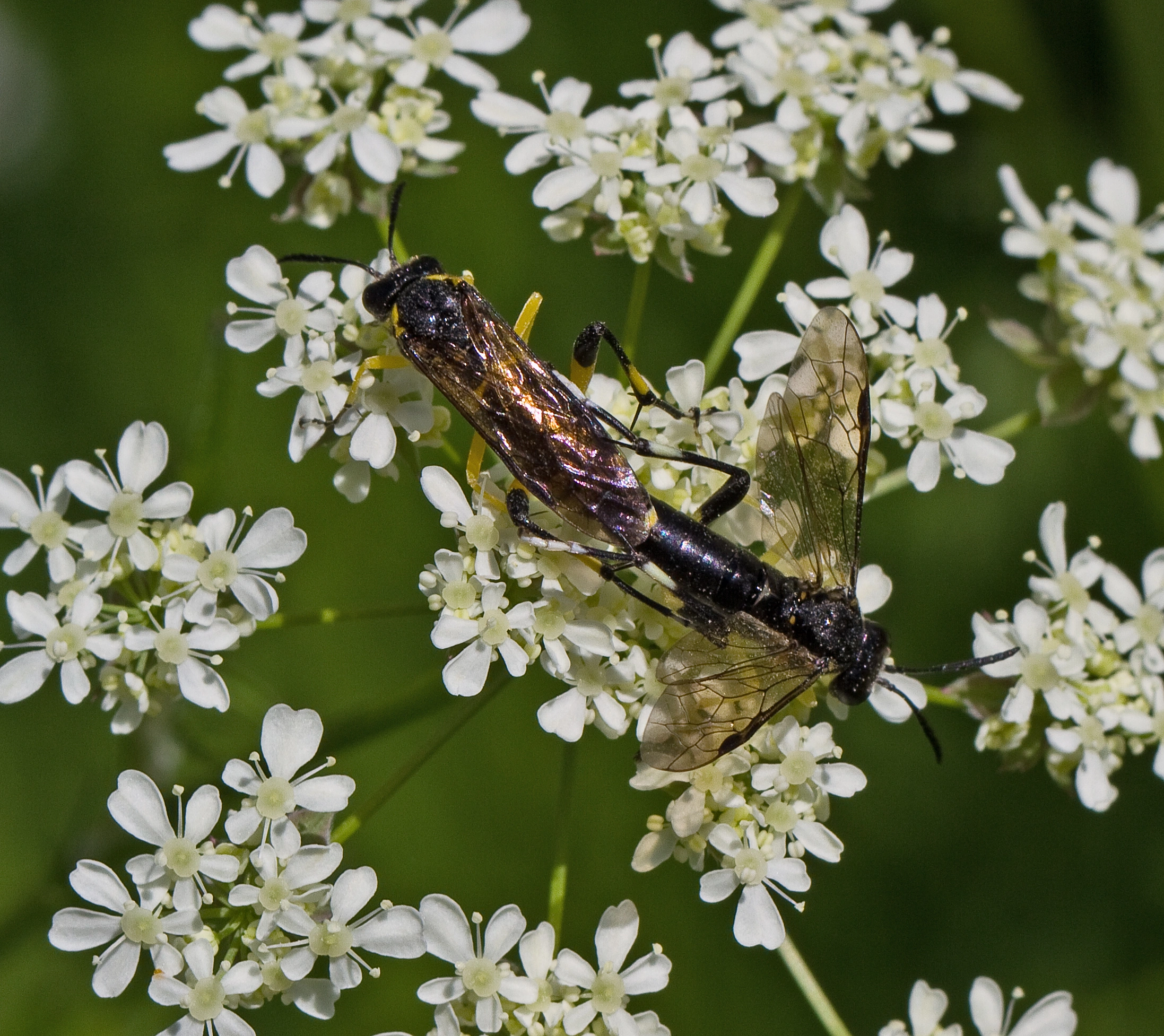 Plantevepser: Macrophya montana.