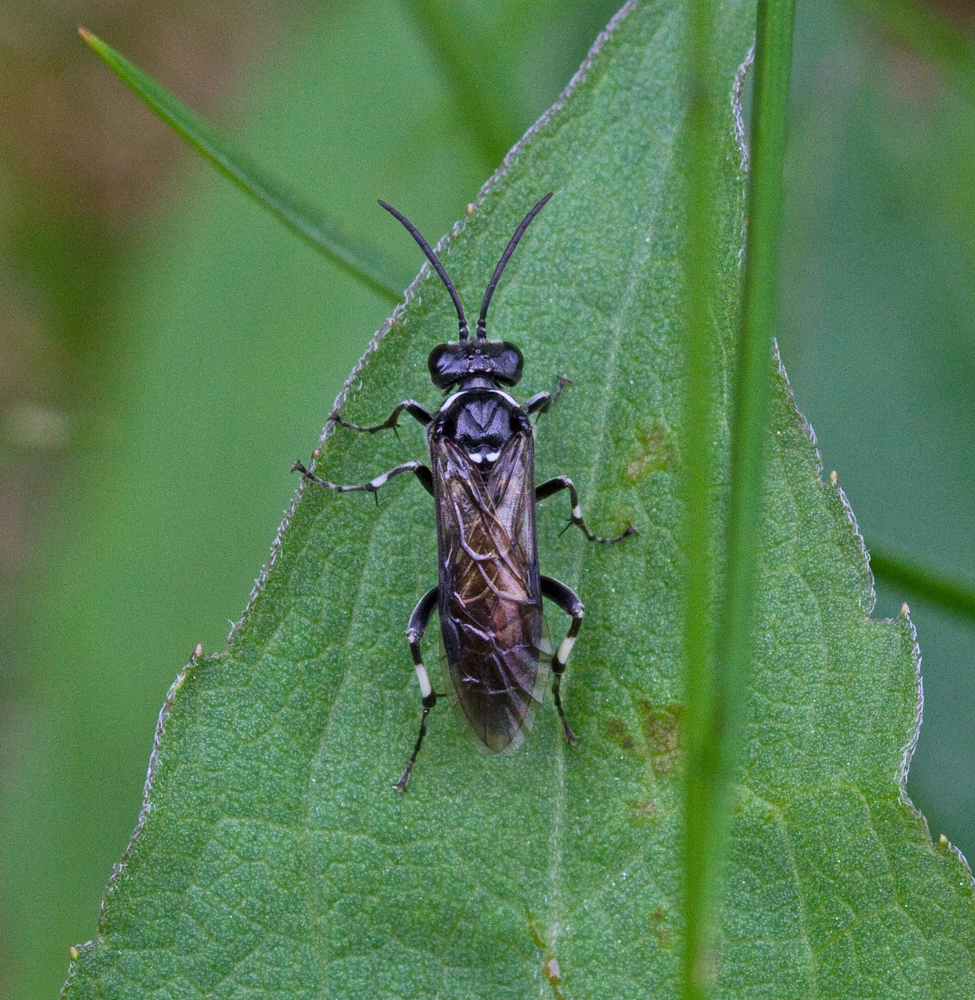 Vepser: Macrophya albicincta.