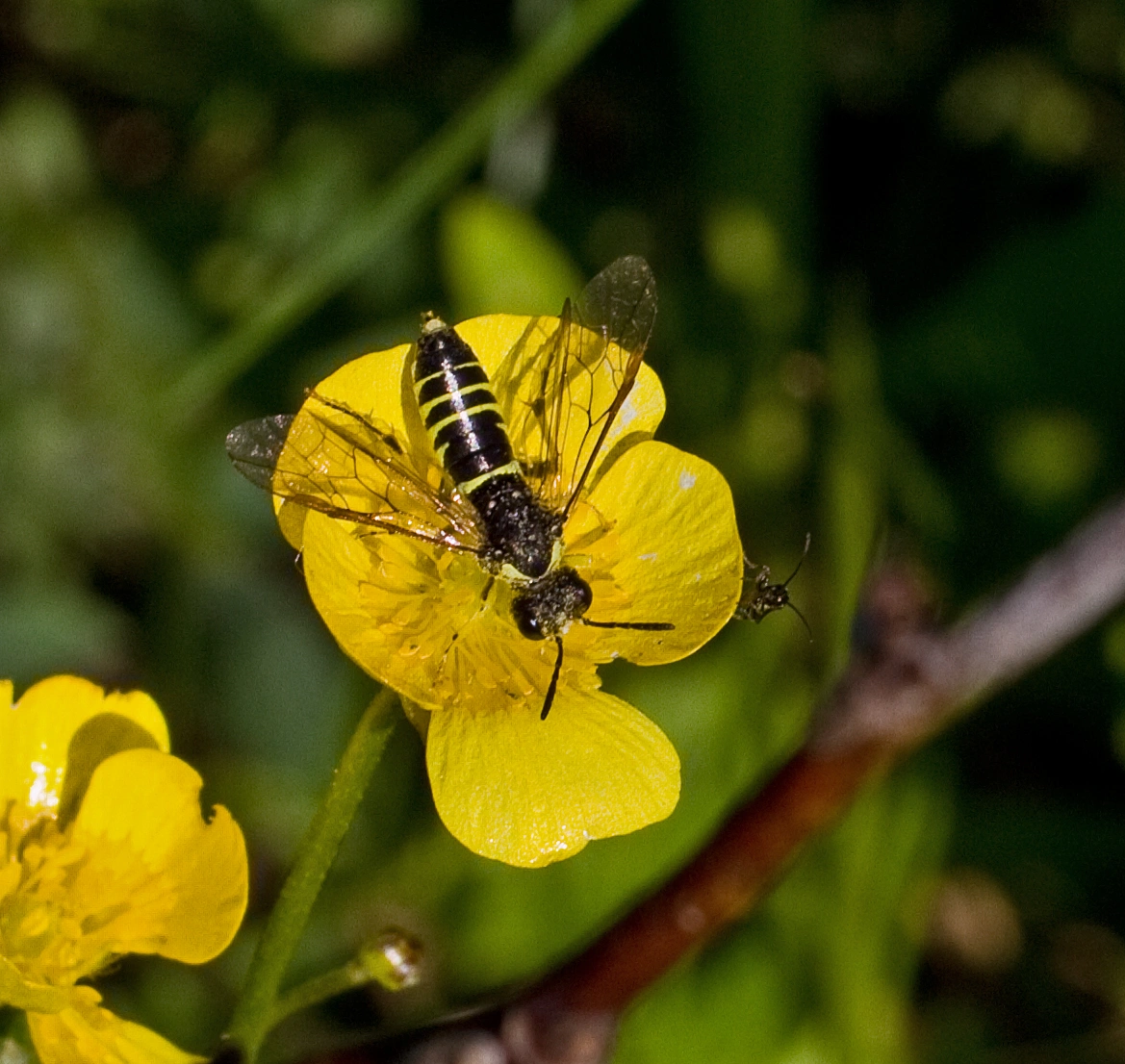 Plantevepser: Tenthredo notha.