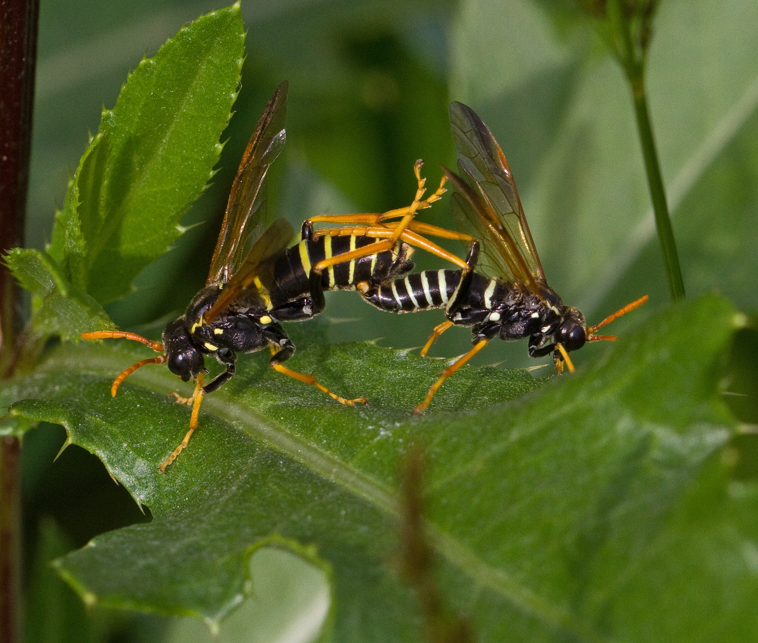 Vepser: Tenthredo scrophulariae.