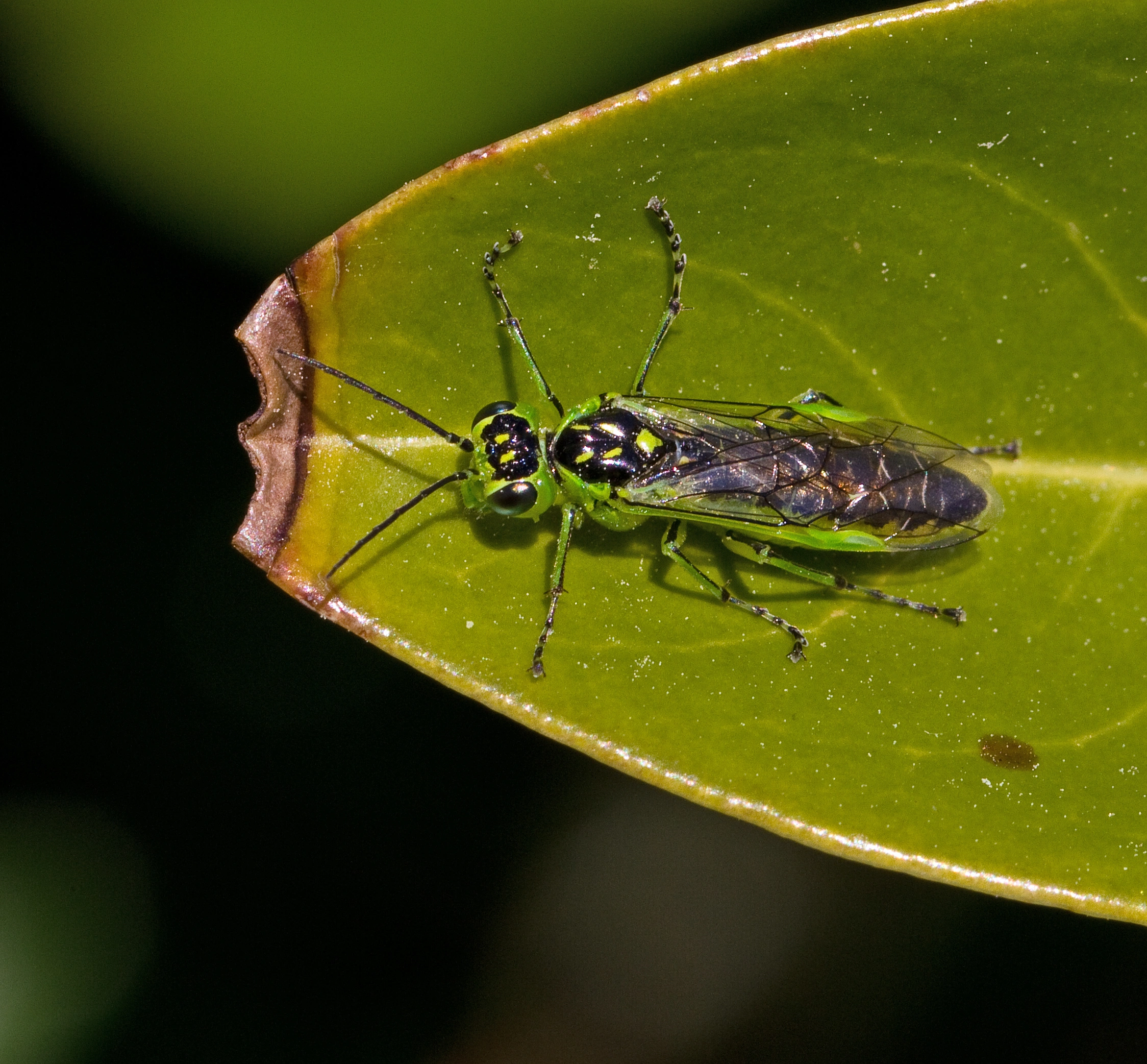 Plantevepser: Rhogogaster scalaris.