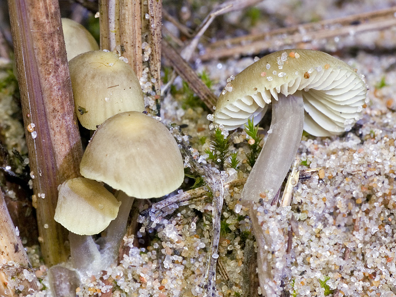 : Mycena chlorantha.