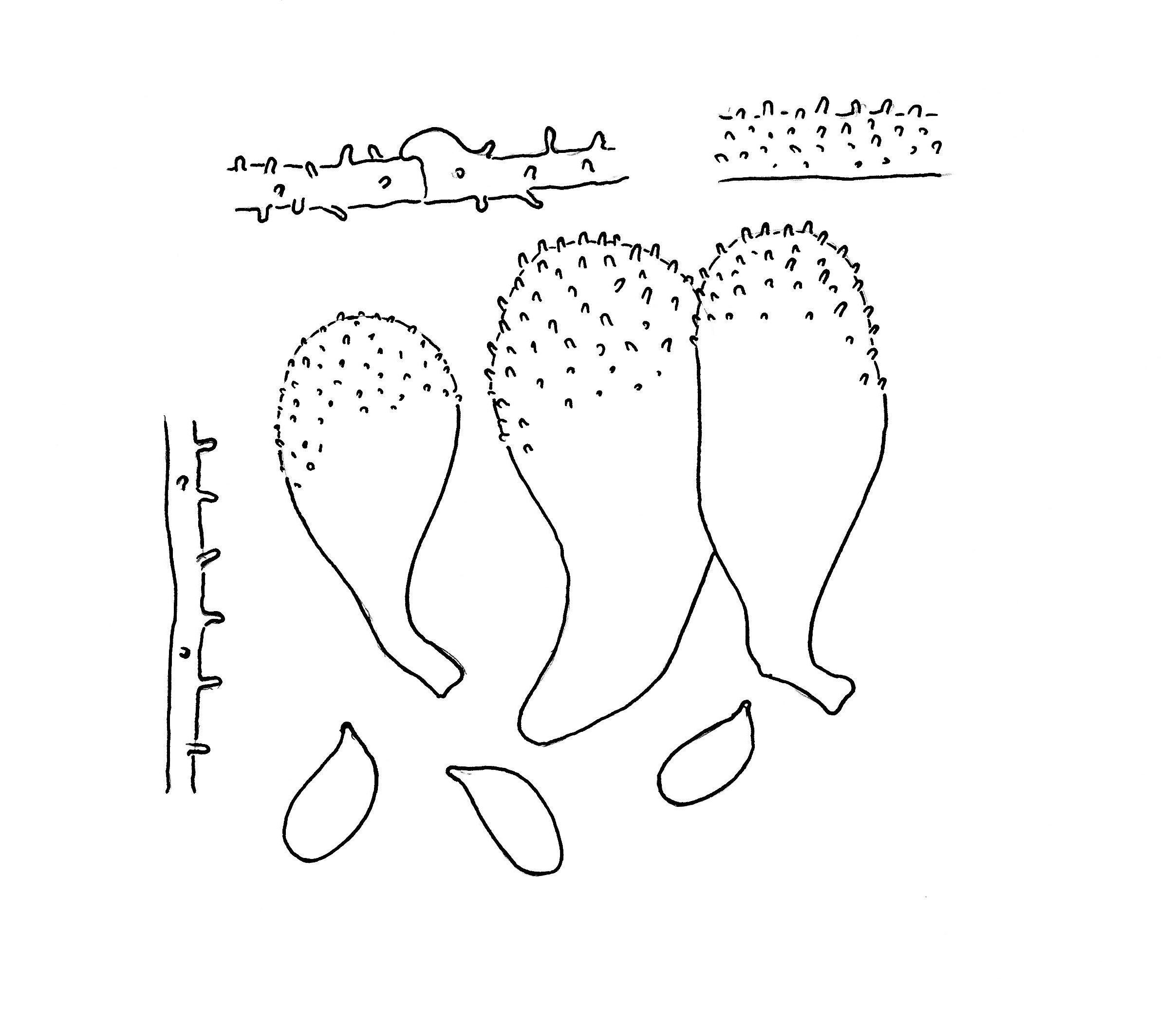 Stilksporesopper: Mycena flavescens.