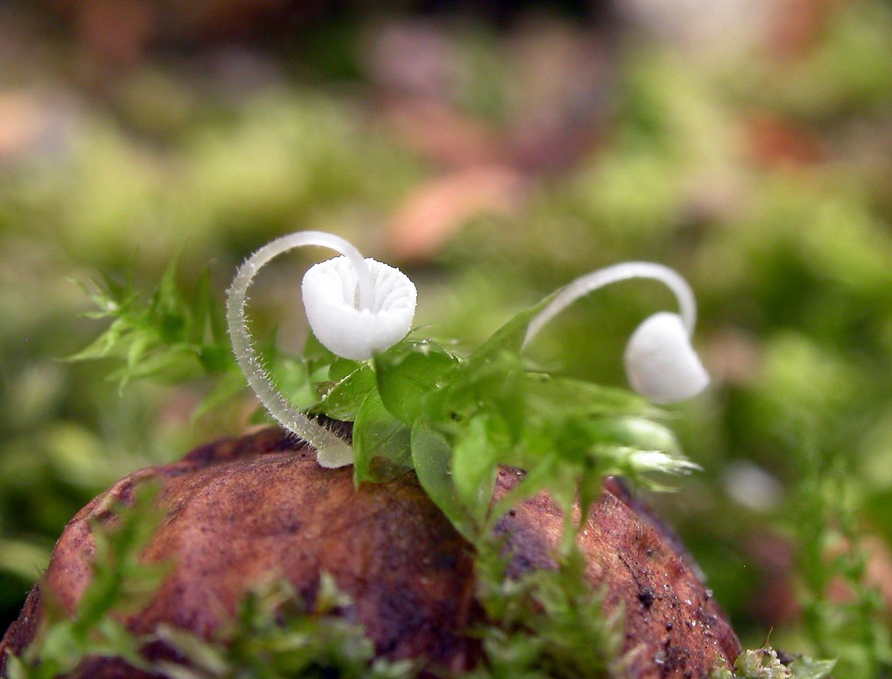 Hymeniesopper: Mycena nucicola.