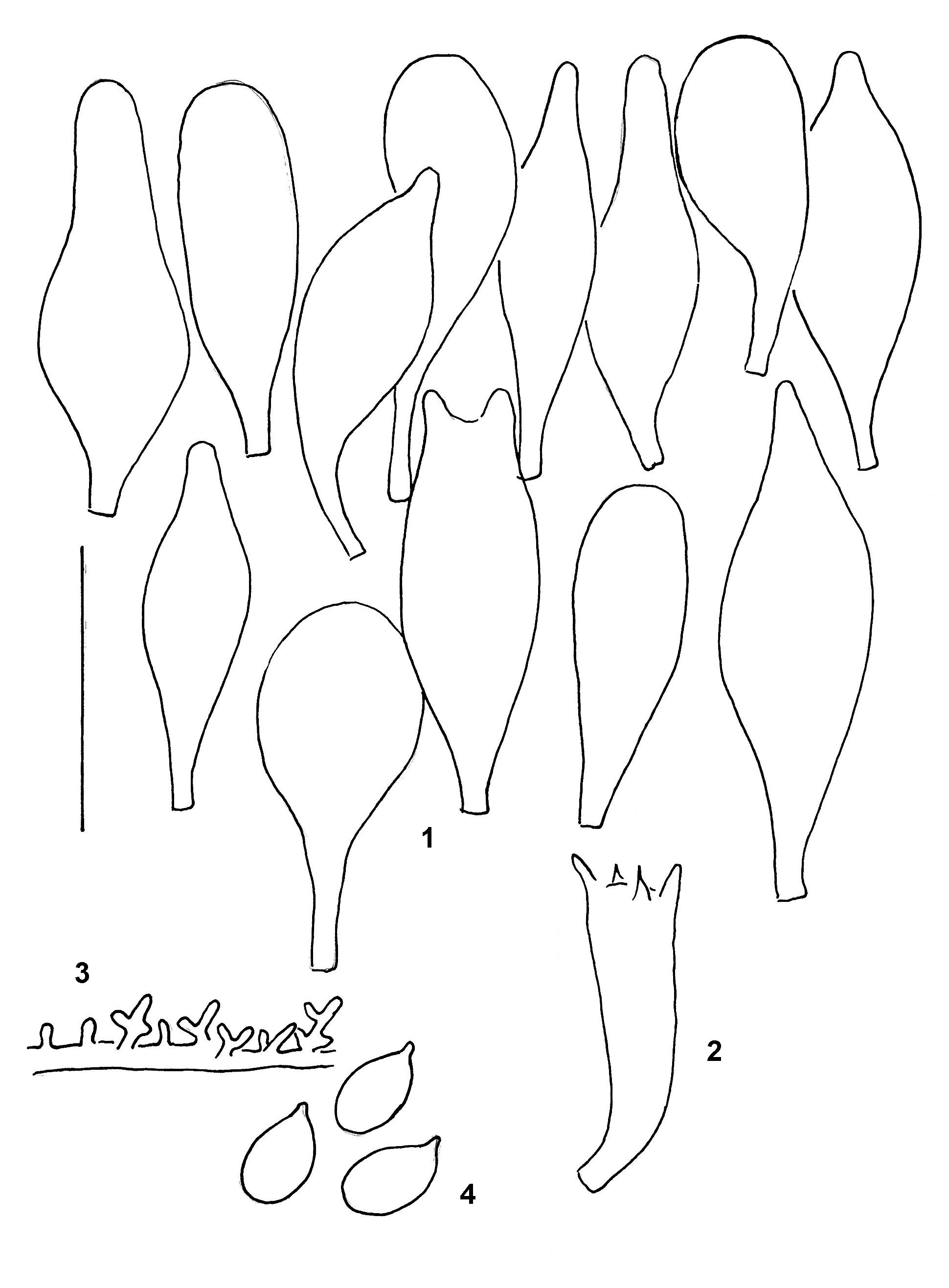 Stilksporesopper: Mycena scirpicola.