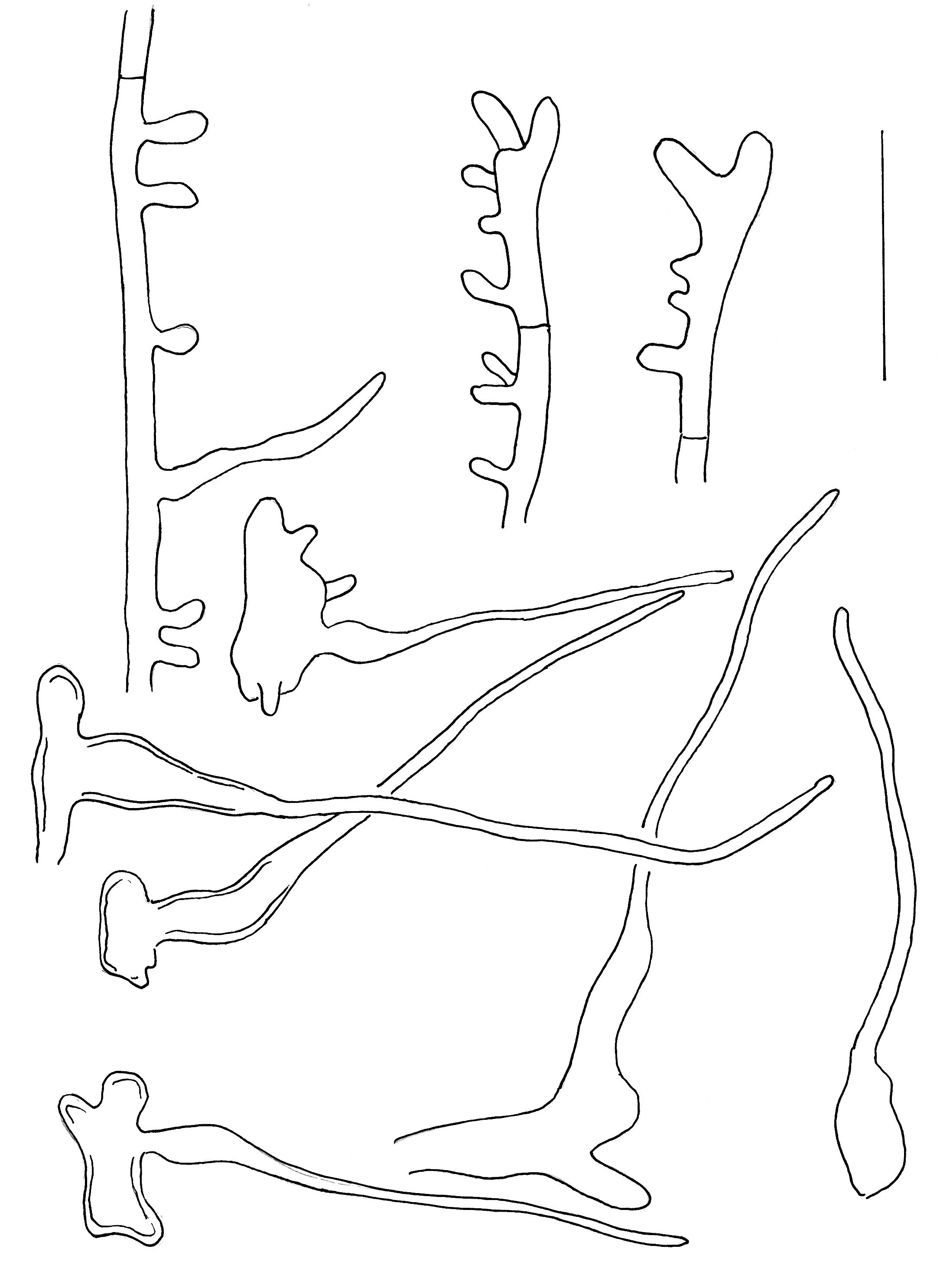 Stilksporesopper: Mycena scirpicola.