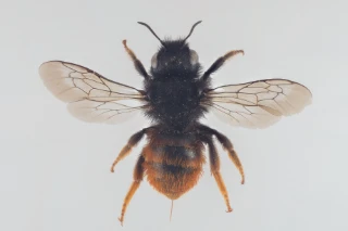 gressmurerbie