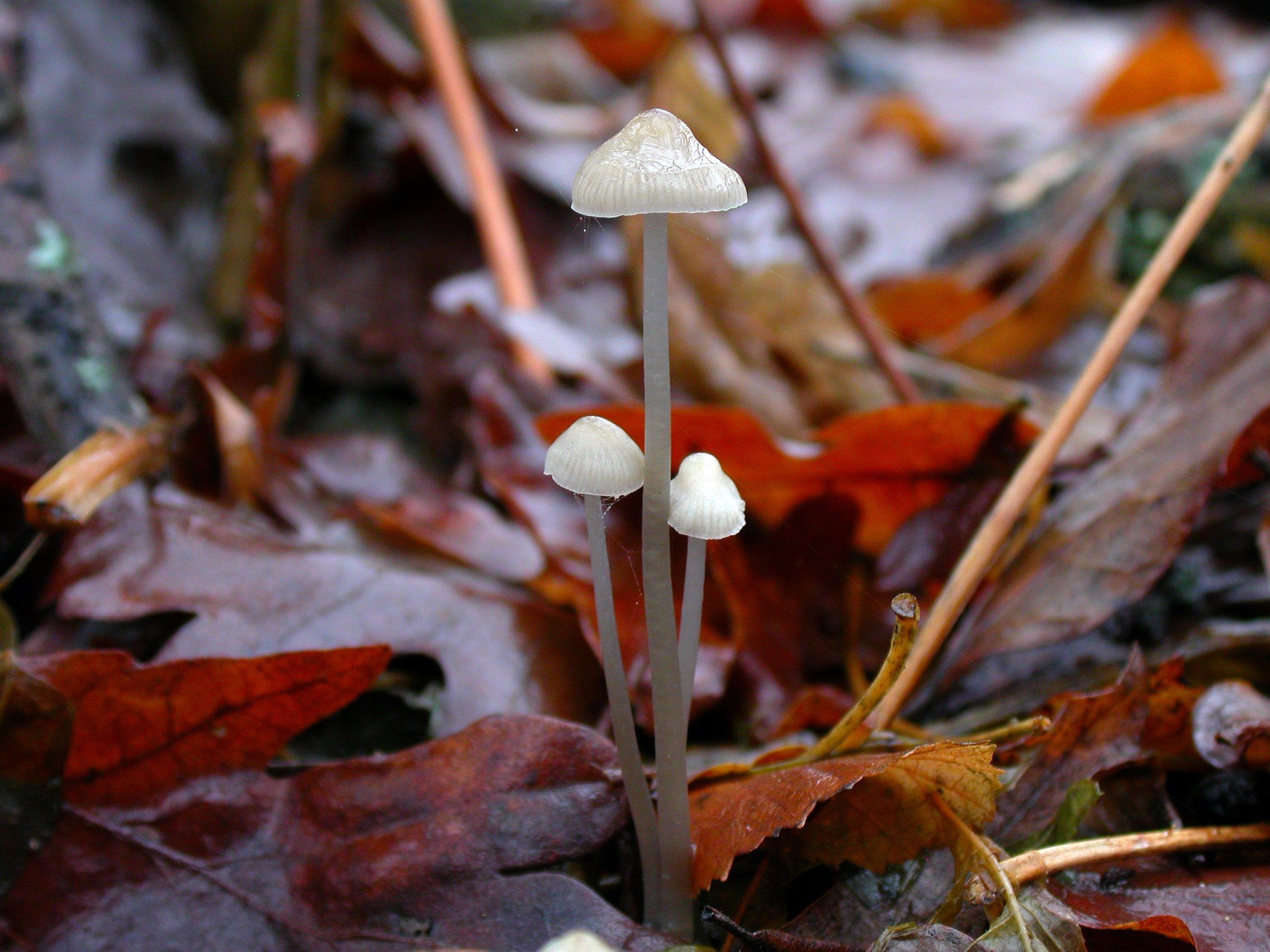 Mycena vitilis