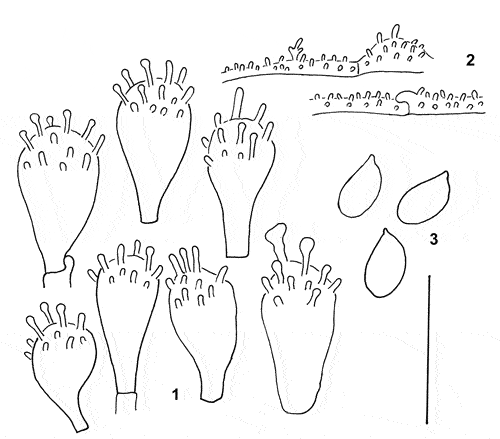 Stilksporesopper: Mycena xantholeuca.