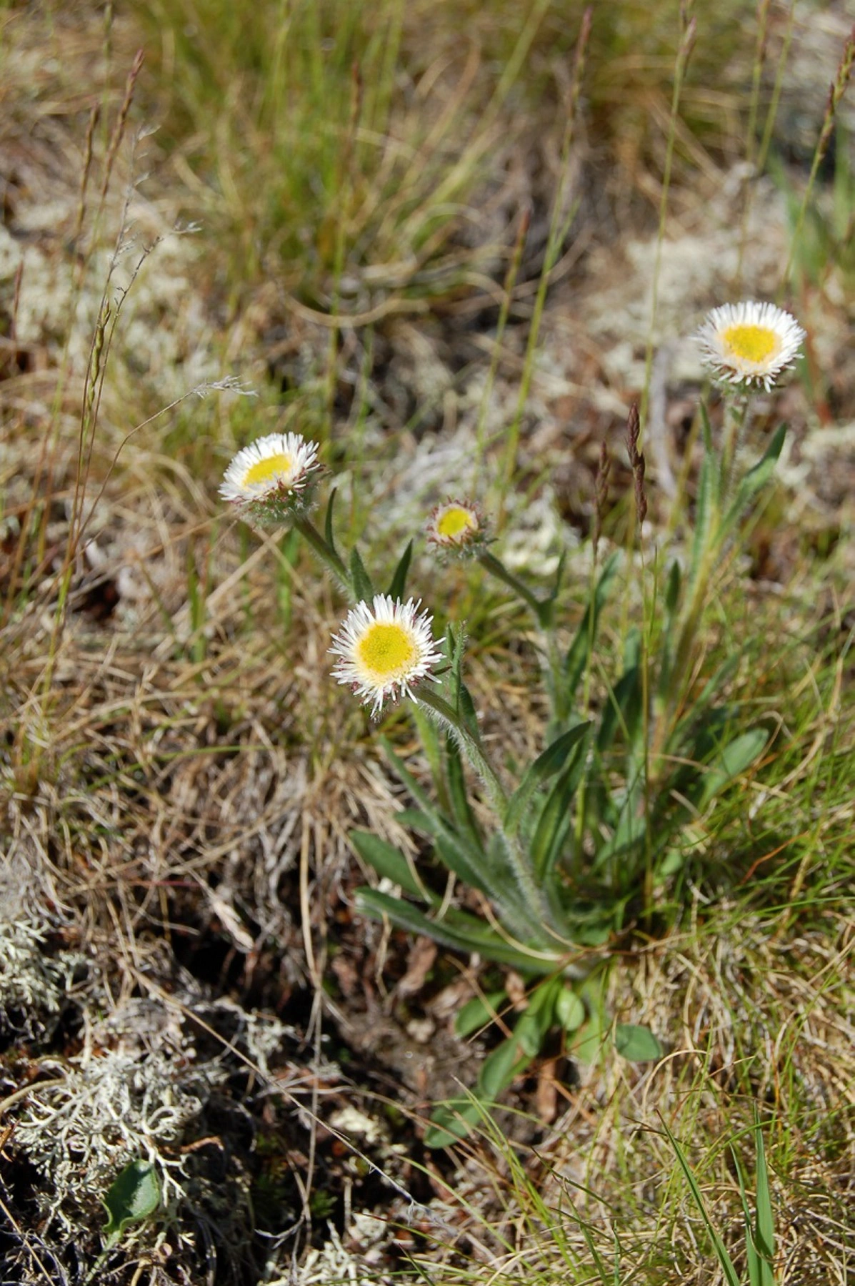 Fjellbakkestjerne.