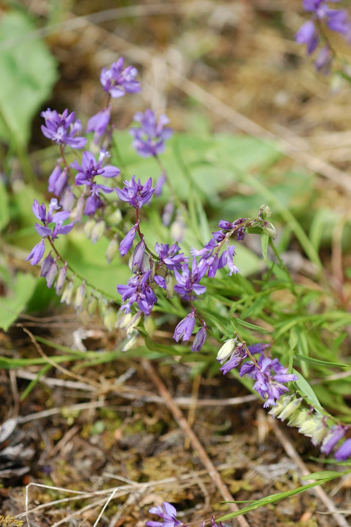 Blåfjærslekta.