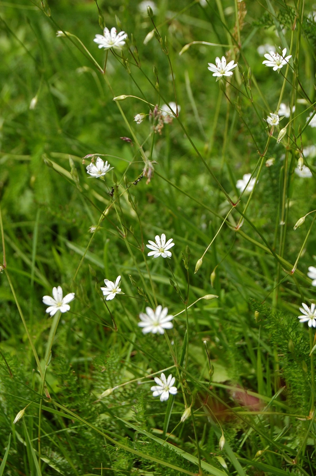 Grasstjerneblom.