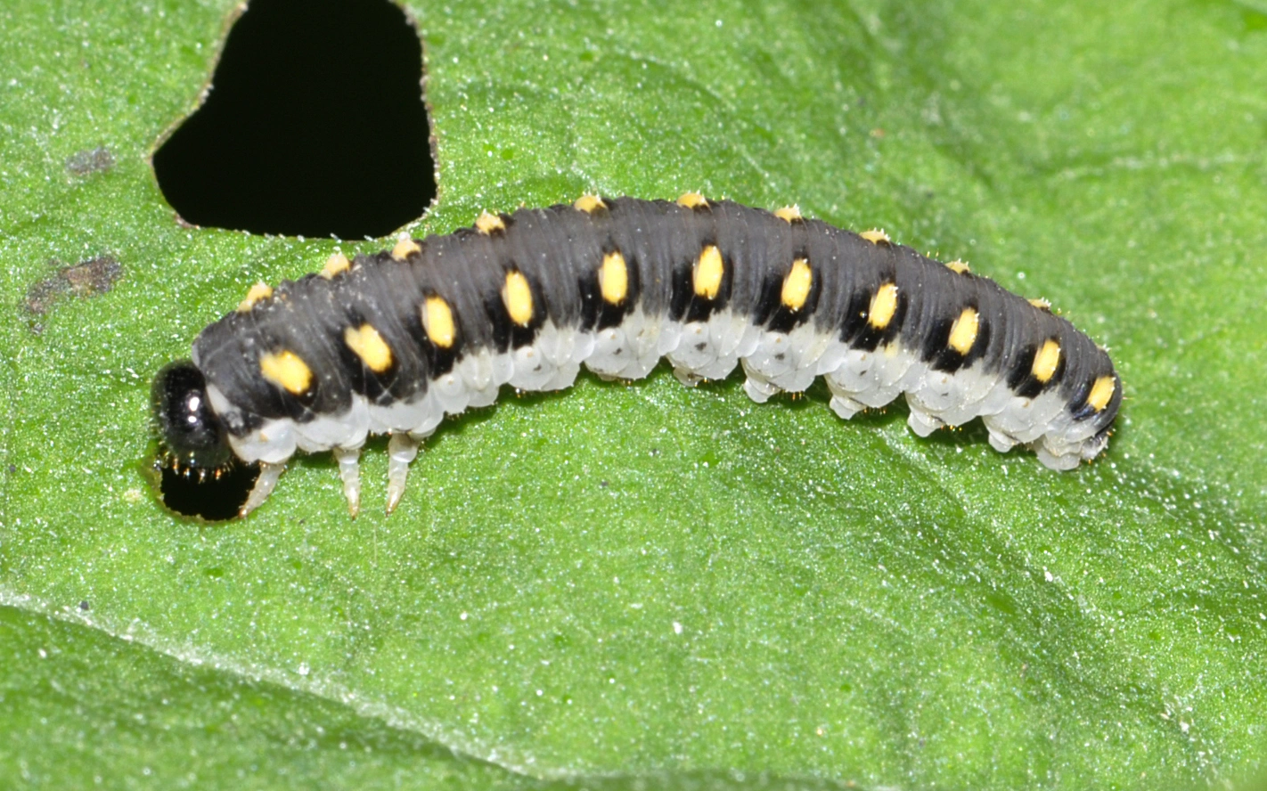 Plantevepser: Tenthredo mandibularis.