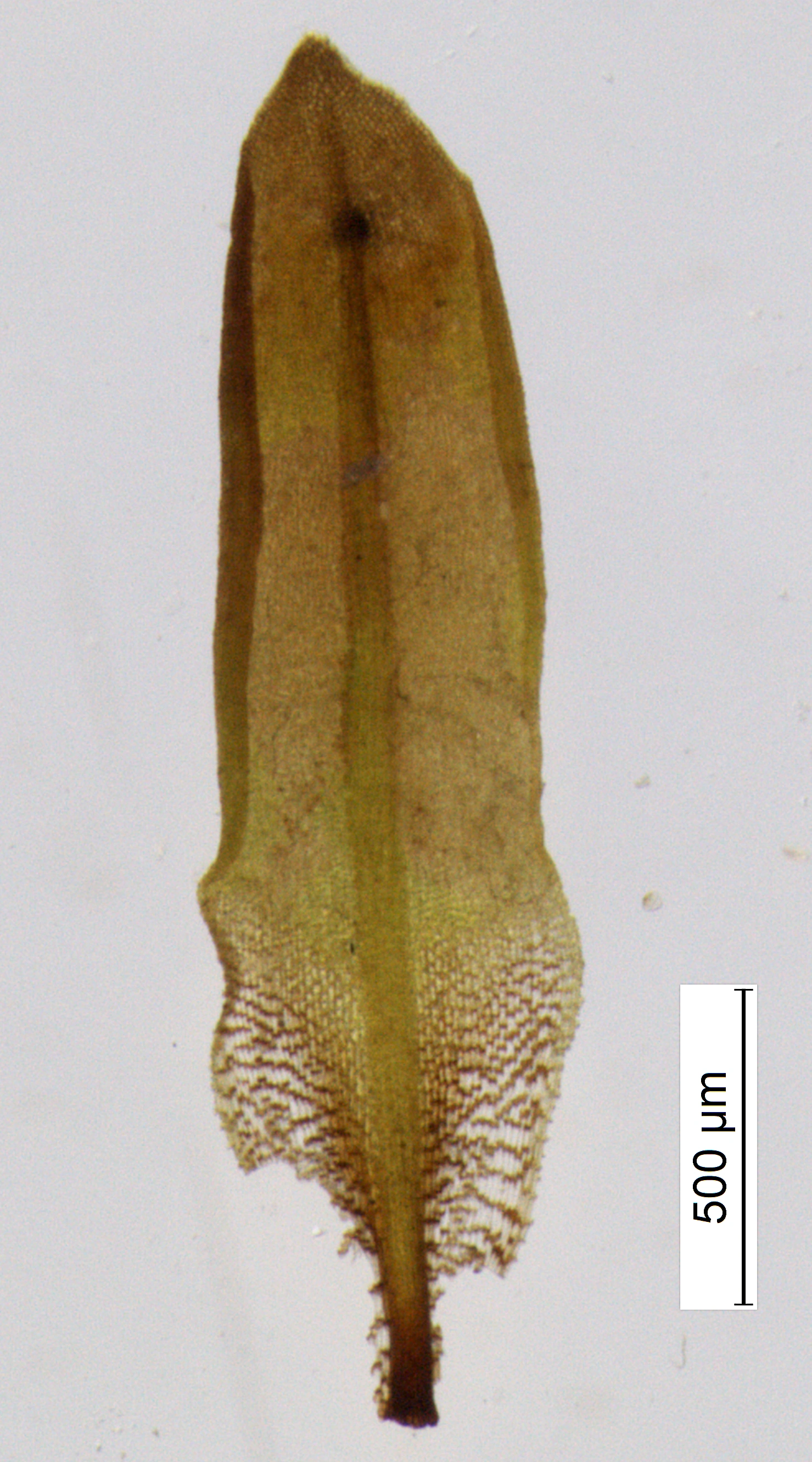 Ruklokkemose. Ruklokkemose: Encalypta affinis macounii.