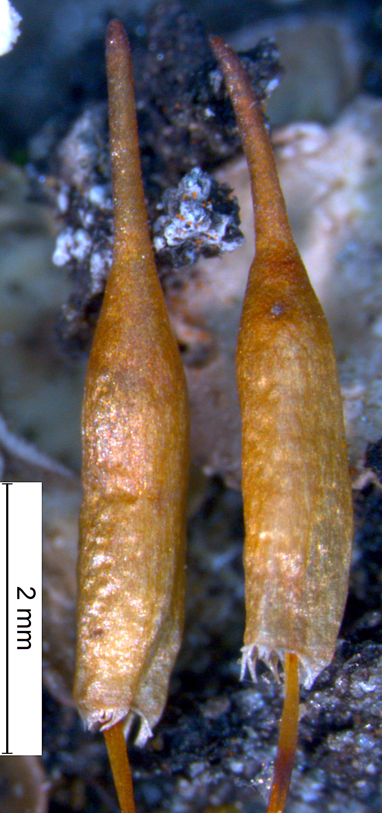Ruklokkemose. Ruklokkemose: Encalypta affinis macounii.