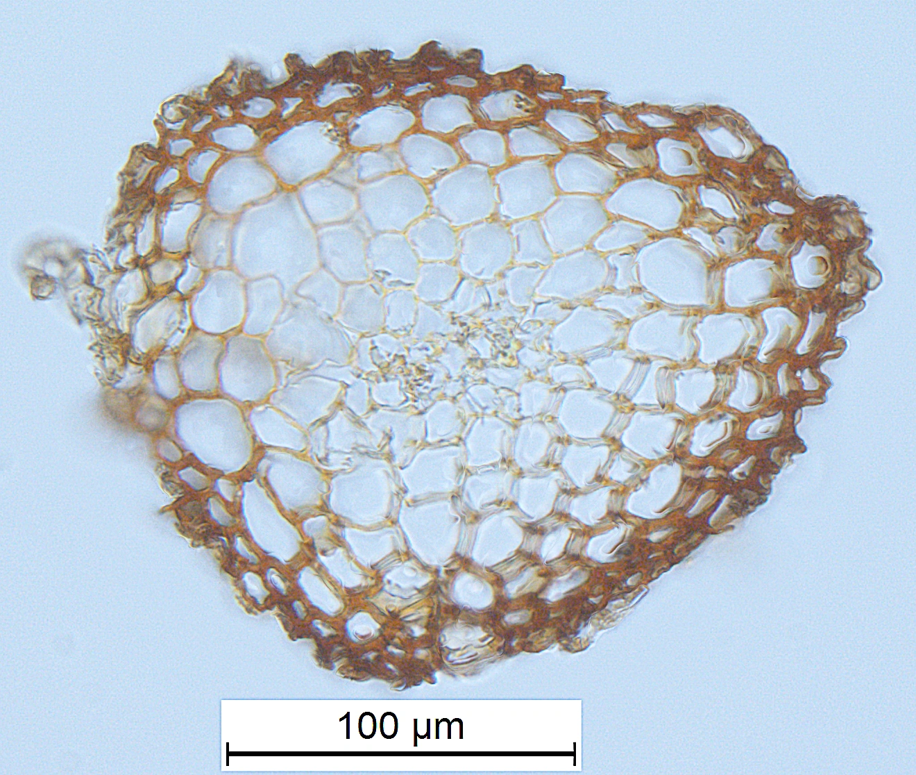 Bladmoser: Tortella bambergeri.