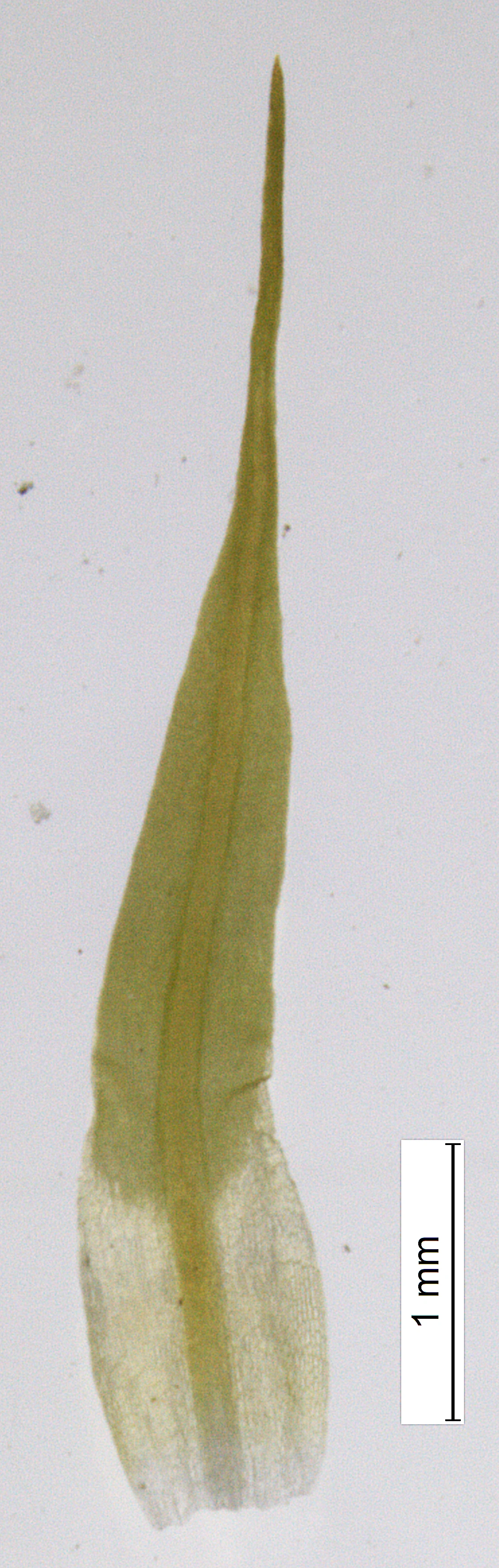 Putevrimose: Tortella tortuosa fragilifolia.
