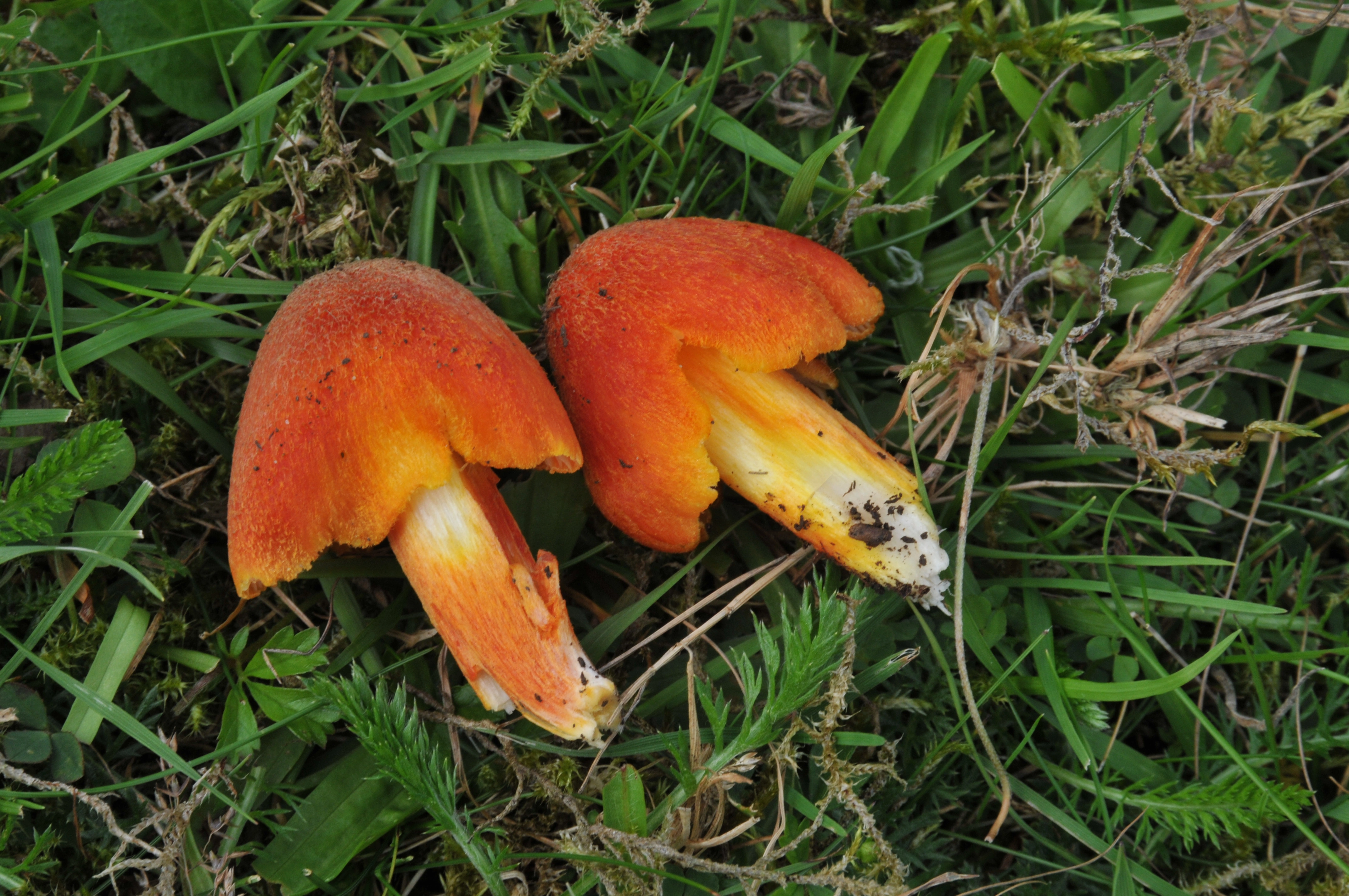 : Hygrocybe intermedia.