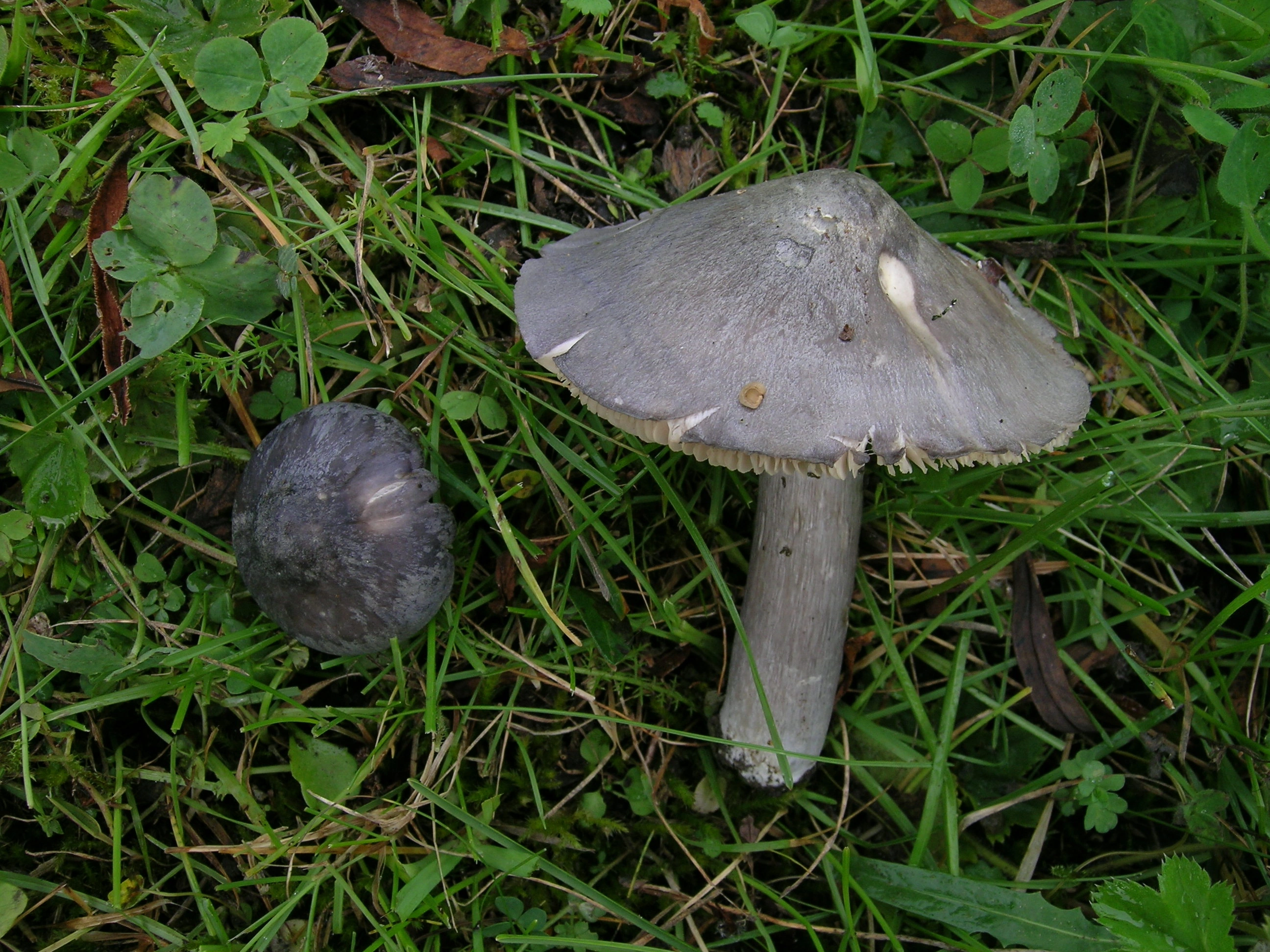 Stilksporesopper: Entoloma bloxamii.