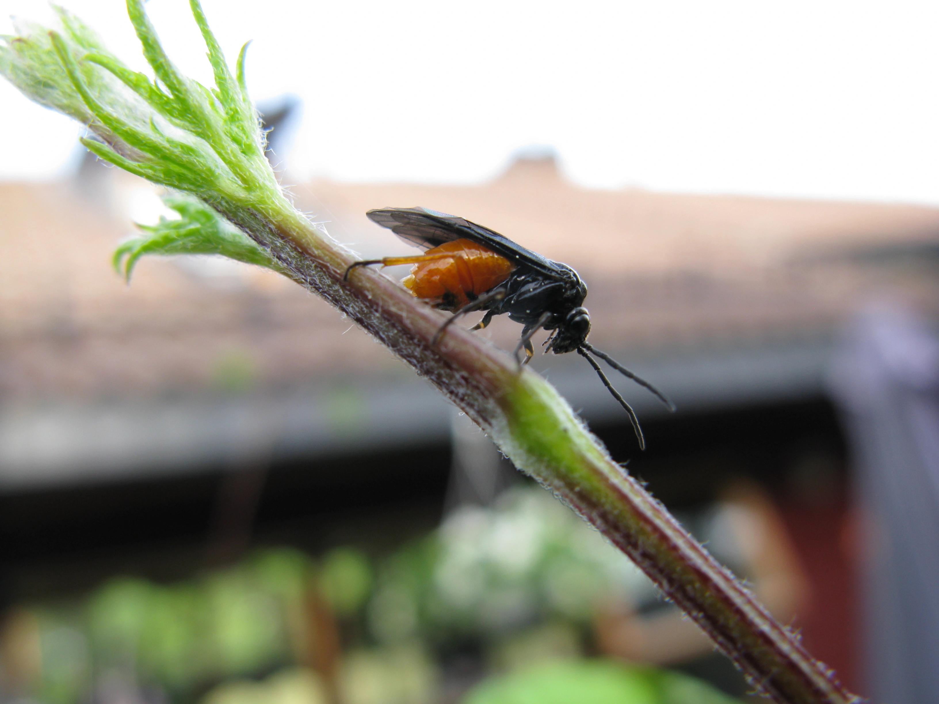 Plantevepser: Eurhadinoceraea ventralis.