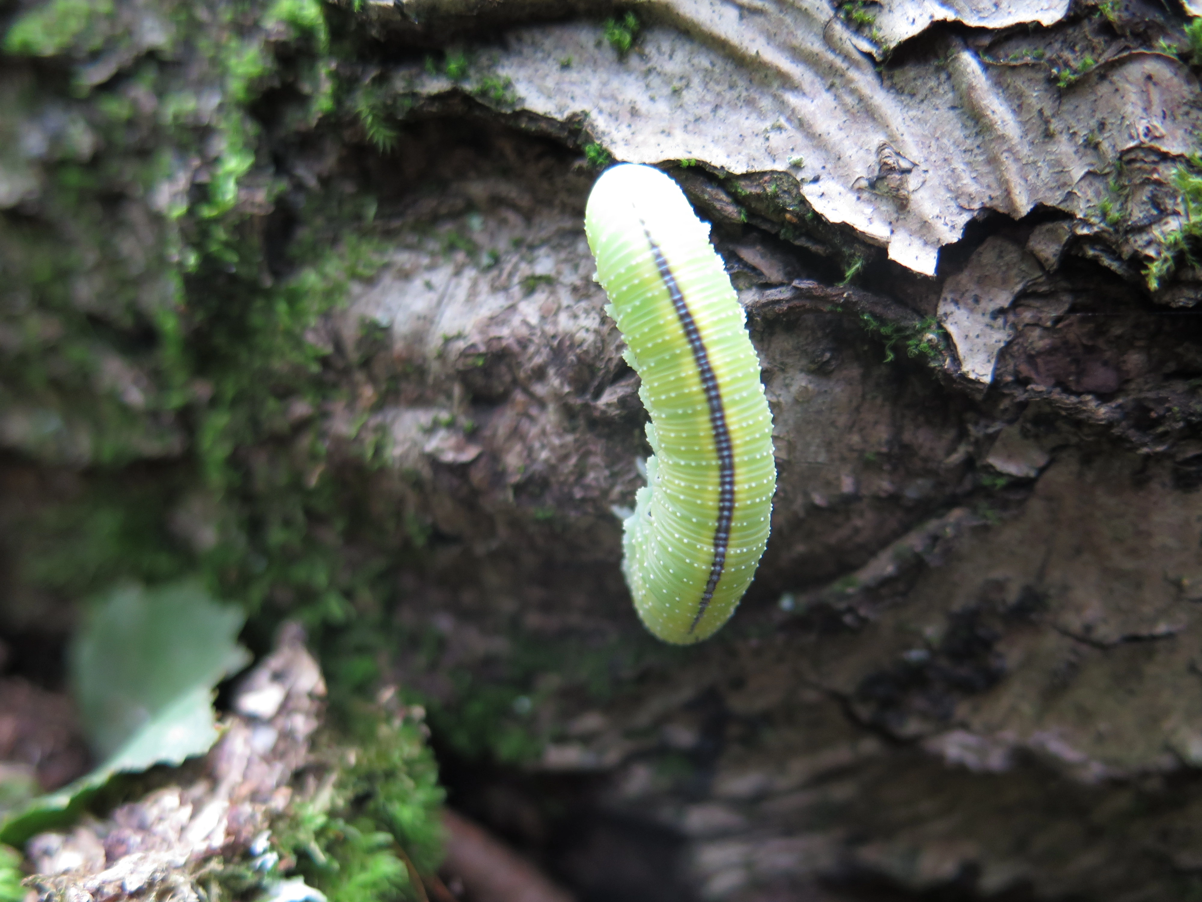 Plantevepser: Cimbex femoratus.