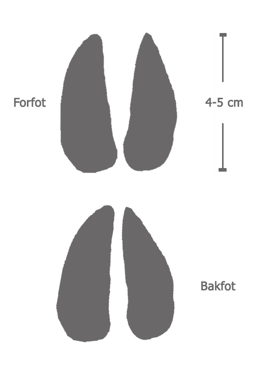 Rådyr.