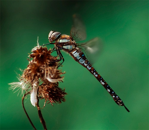 Septemberlibelle.