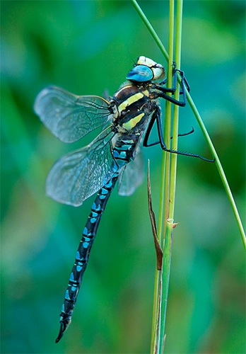 Takrørlibelle.