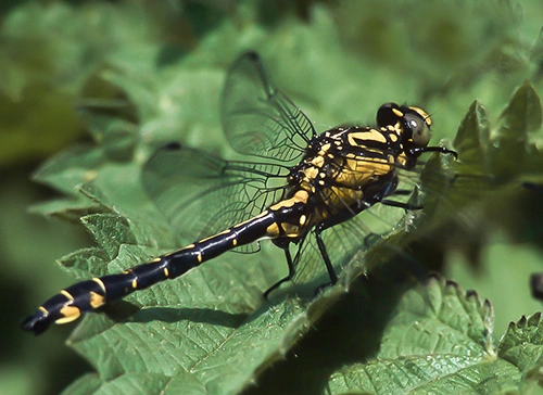 : Gomphus vulgatissimus.