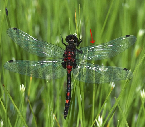 Småtorvlibelle.