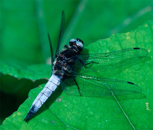 : Libellula fulva.