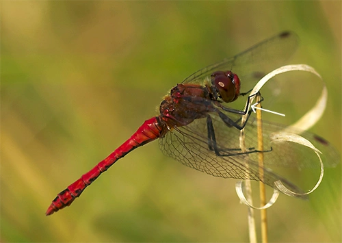 Blodhøstlibelle.