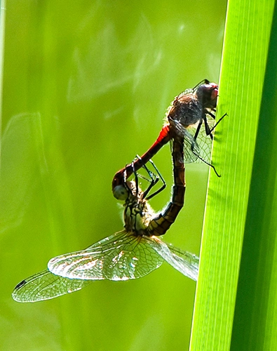 Blodhøstlibelle.