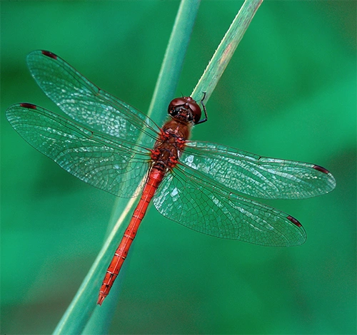 Senhøstlibelle.