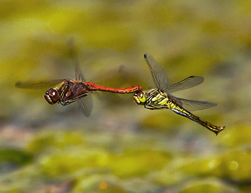 Sørhøstlibelle.