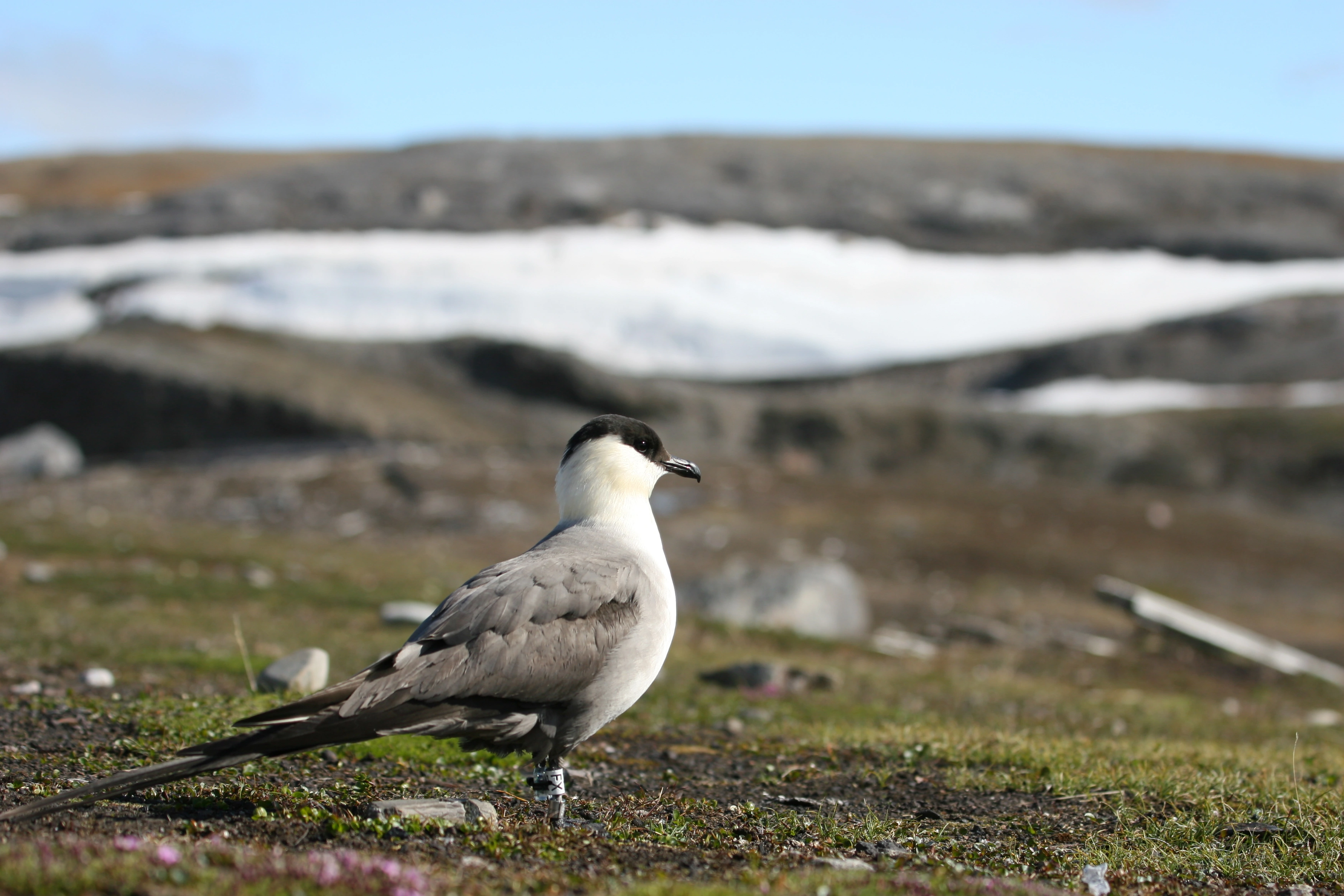 Fjelljo.