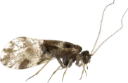 Støvlus: Loensia fasciata.